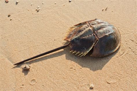 Excepting the last two pair of legs, the remaining ones are all . . How many horseshoe crabs are left in the world